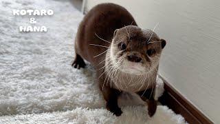 Otters Welcoming Owner Home from Trip