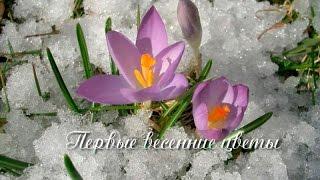 Первоцветы в снегу Первые весенние цветы