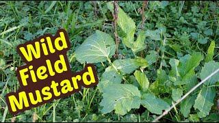 Field Mustard and Black-eyed Peas - a great wild food tradition