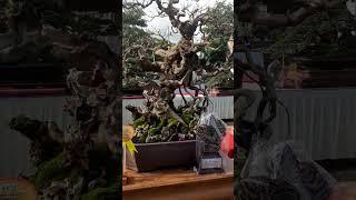 BONSAI LEGUNDI JUARA