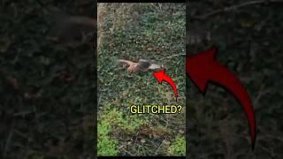 This bird stopped mid-air. #bird #shorts #wildlife
