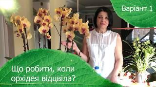 Що робити, коли орхідея відцвіла? Варіант 1: обрізка орхідей. ЯРОС.