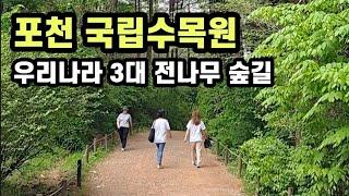 [포천 가볼만한 곳] 포천 국립수목원 전나무 숲길과 육림호 피톤치드 산책 / 예약없이 입장하는 법과 주변 주차장 정보