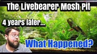 LIVEBEARER MOSH PIT GUPPY AND PLATY BREEDING UPDATE! Defying the odds?