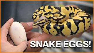 HOW TO: Set Up Ball Python Eggs! + Remembering Tom Harbin