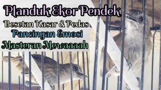 Kicau Planduk Ekor Pendek - Besetan Kasar & Pedas, Pancingan Emosi Burung Kicau Lain nya