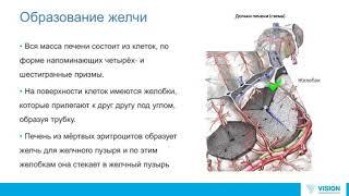 Профилактика заболеваний печени и желчного пузыря 3 сентября 2016 г
