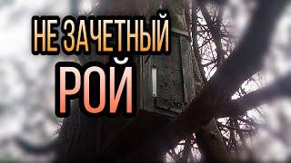 Роеловство 2021. Рои полетели