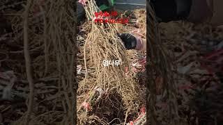 엄나무 출동~~^^                    #엄나무 #가시있는엄나무 #뿌리 #청양 #예약문의 #예약판매