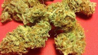 PINEAPPLE EXPRESS strain review AMAZING CANNABIS?!