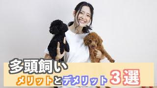 アラサー夫婦が本気で語る！多頭飼いのメリットデメリット３選【トイプードル】【多頭飼い】