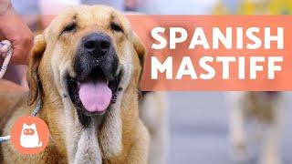 SPANISH MASTIFF  Characteristics of a GIANT GUARD DOG