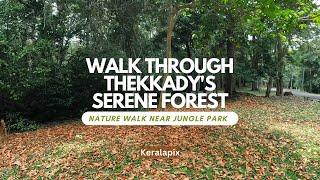 A Tranquil Walk Through Thekkady's Serene Forest | Nature Walk Near Jungle Park