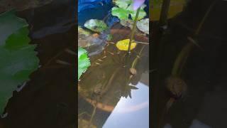 My Natural fish ponds  with guppies #shorts