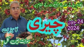 Cherry Season in Swat: A Delight for Tourists and Orchard Lovers #cherry #kalam #swatvalley