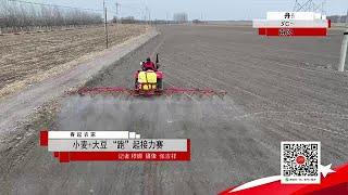 黑土地 20250322：小麦+大豆”跑“起接力赛