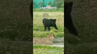 Black Jaguar vs Leopard.  #shorts #animals #wildlife