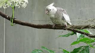 Cockatiel parrot foraging for wild seeds in the outdoor aviary | JC054