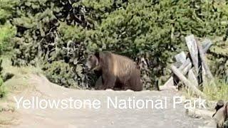 Yellowstone :Grand Prismatic Spring/Grizzly Bear/Midway Geyser Basin