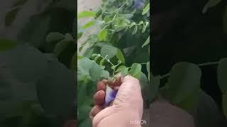 Picking aprajita (butterfly vine) flowers  from my terrace garden/ aprajita flowers