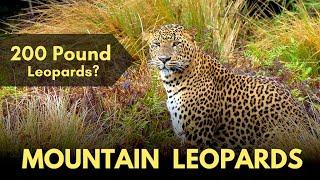 Mountain Leopards