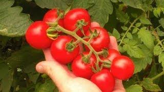 Taking Frugal Gardening To A New Level-Our $105.13 Garden