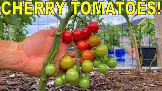 How Have I NEVER Grown These Before? These CHERRY TOMATOES Rule!