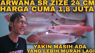 REVIEW HARGA ARWANA PALING TERMURAH se INDONESIA Di Rahayu Predator Fish