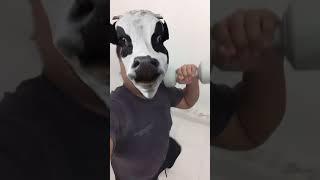 Talking cow  #funny #animals #shorts