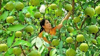 Harvesting Guava Garden goes to the Market to sell - Gardening - Plant care | Tran Thi Huong