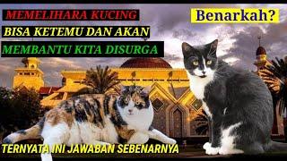 Benarkah Memelihara Kucing Bisa Membantu Kita Di Akhirat?