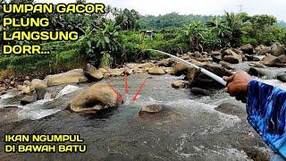 Mancing Nilem Batu dan Ikan Sirip Merah ini Umpannya bro.. #LM16