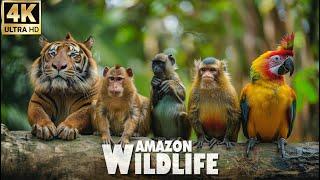 AMAZON ANIMALS | 4K(60FPS) Scenic Relaxation FilmsRELAXING MUSIC with Nature Sounds 