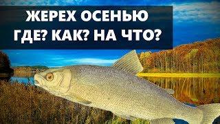 РЫБАЛКА НА ЖЕРЕХА ОСЕНЬЮ, ГДЕ ИСКАТЬ И НА ЧТО ЛОВИТЬ