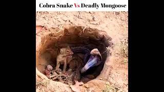 Cobra Snake vs Deadly Mongoose #shorts #youtubeshorts #viral #factsfever #Snake