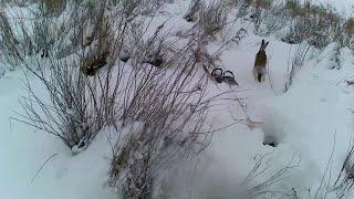 Новогодний заяц киборг заставил побегать, охота на зайца выдалась очень трудовая.