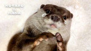 Female Otter Cries When Boyfriend Leaves Home