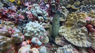 Two Moray Eels off Oahu in May 2024