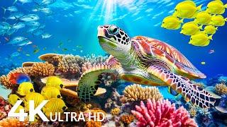 Under Red Sea 4K - Sea Animals for Relaxation, Beautiful Coral Reef Fish in Aquarium - 4K Video UHD