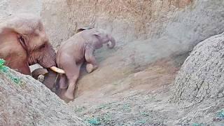 Entire Herd Helps Baby Elephant up Steep Cliff