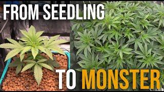 How to Train Your Plant to Grow Evenly - Full Process