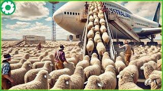 Transport Millions of Sheep and Cattle This Way - Farmers Raising of Sheep - Agriculture Technology