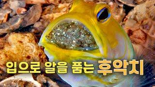 jawfish, a fish whose males hatch eggs with their mouths.