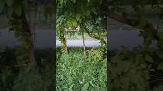 16июня 2024 Белая ночь в Питере