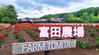 [學神遊記] 北海道 富田農場 Farm Tomita, Hokkaido