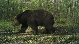 Massive wild male Ussuri brown bears from Russia