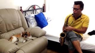 singing dog with saxophone