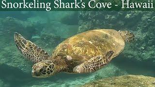 Snorkeling Sharks Cove at Pupukea Beach Park on the North Shore of O'ahu