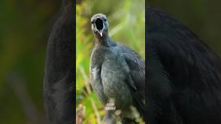 WOW, Rare and Strange Birds Singing Beautiful Melodies #birdsounds #singingbirds #birds #rarebirds