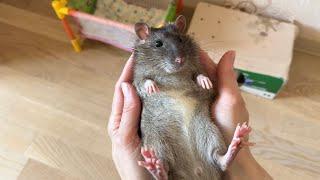 Крысы в ладошках. #rats #крысы #крысята #animal #cute #животные